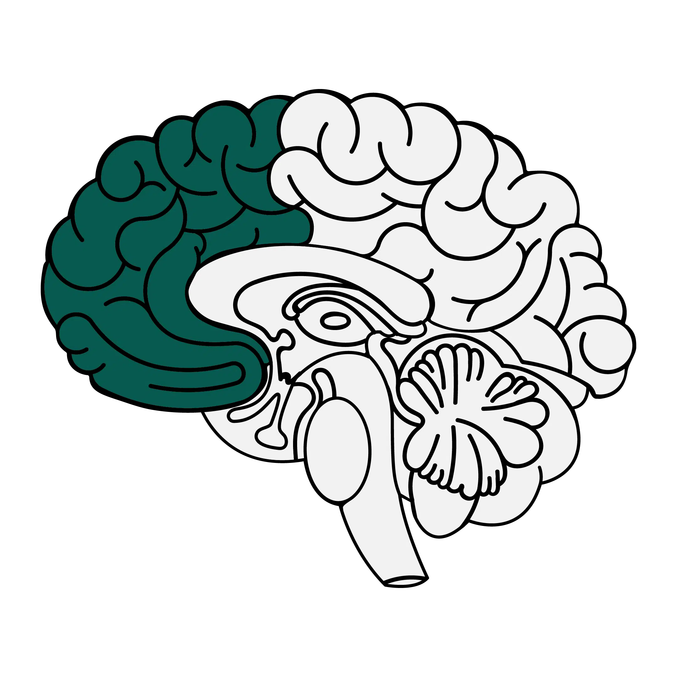 illustration of the brain highlighting the frontal lobe