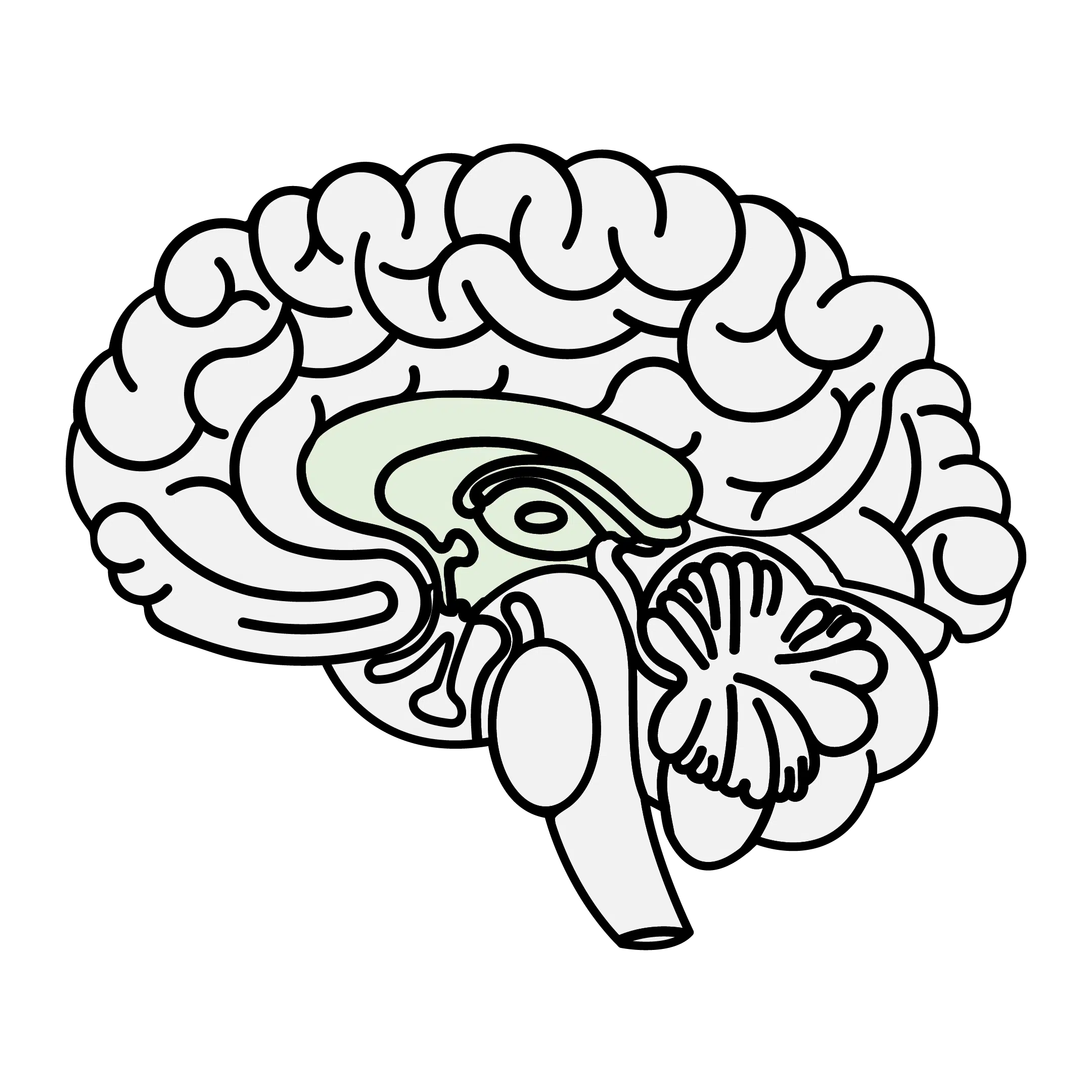 Illustration of the brain highlighting the limbic system